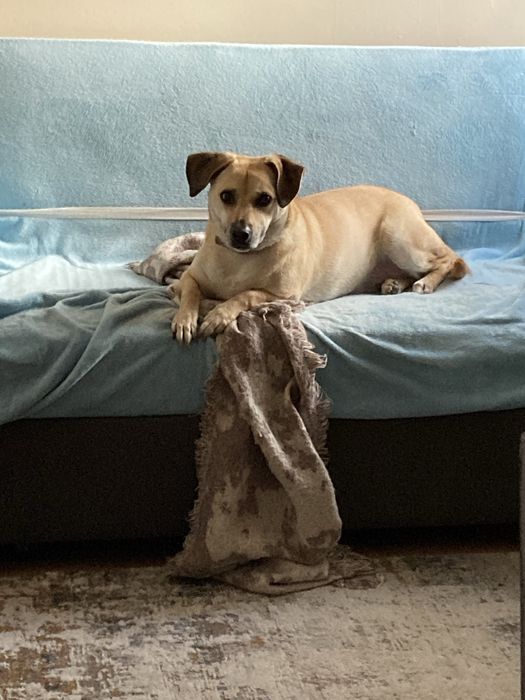Cão para Adopção