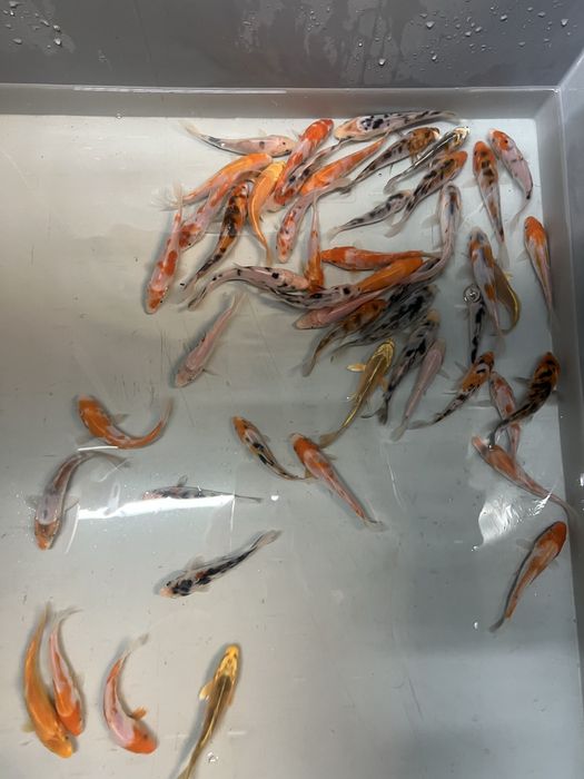 Karp koi karpie koi ryby do oczka stawu narybek
