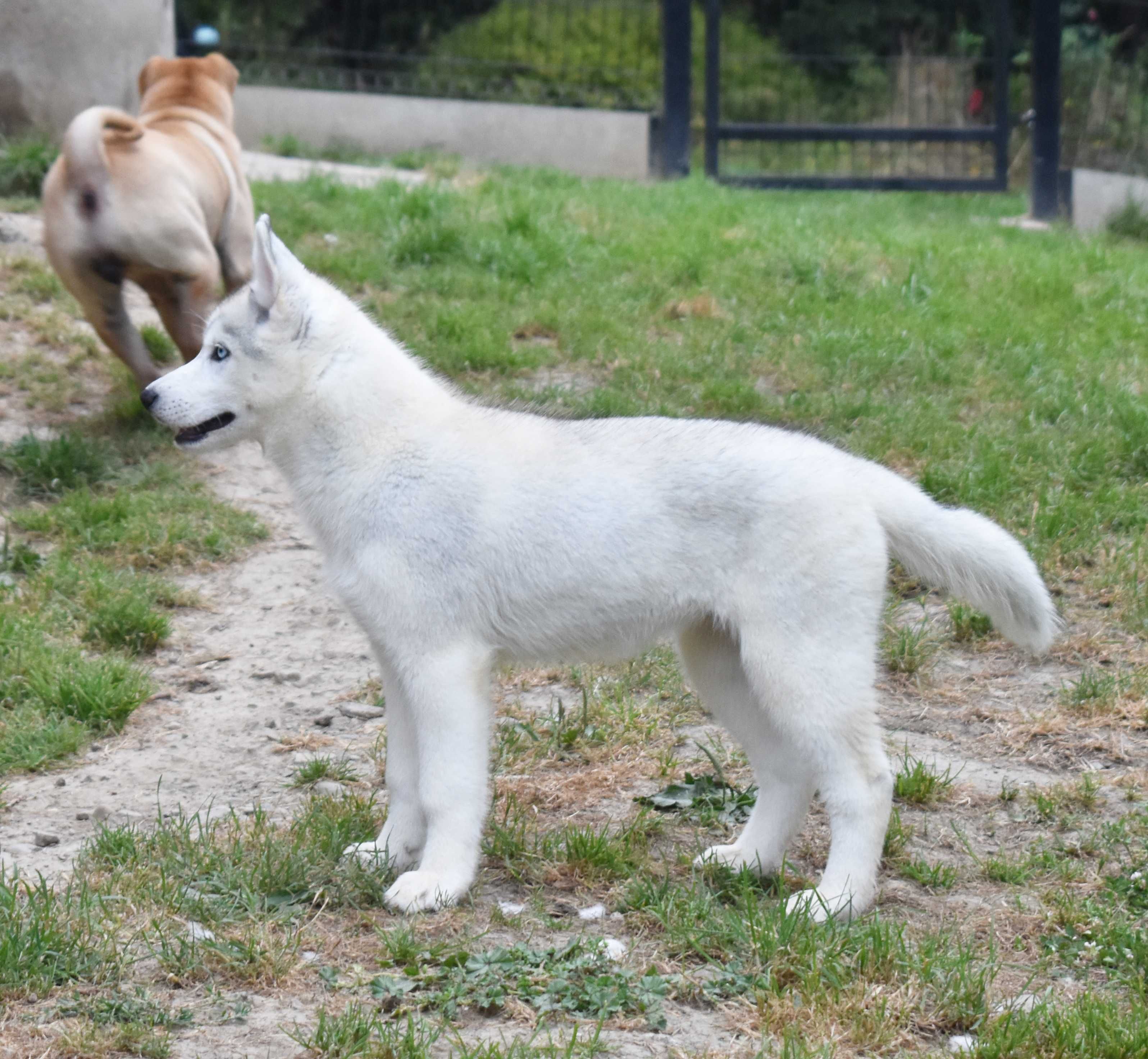 Siberian Husky, różnooka biało-srebrna suczka, ZKwP / FCI