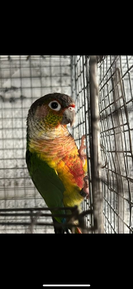 Pyrrhura macho reprodutor