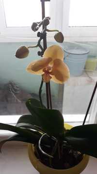 Орхидея ( Фаленопсис)