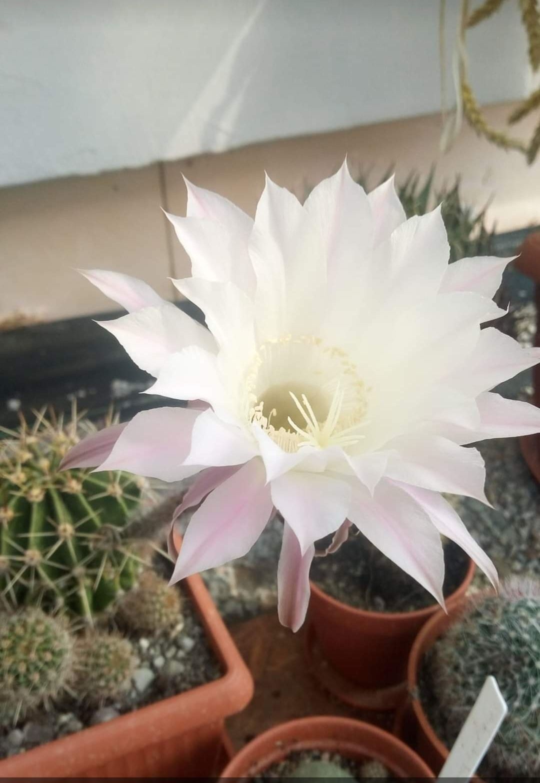 Kaktus  Echinopsis , Królowa jednej nocy , kwiatek szczepki