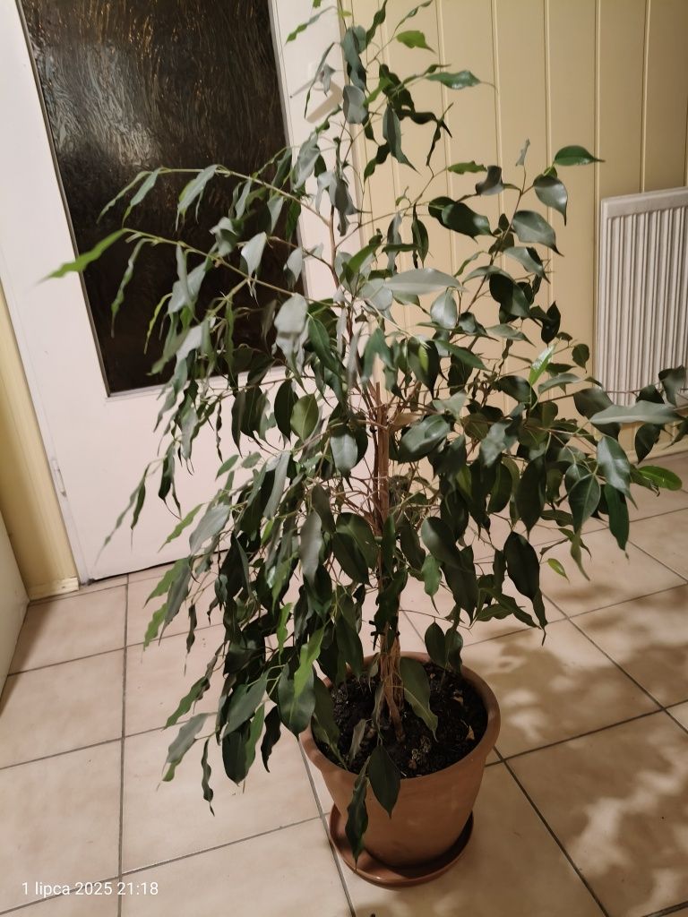 Sprzedam fikusa 80cm wysokosci