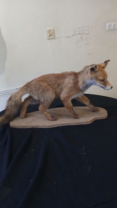 Wypchany lisek wyprzedaż