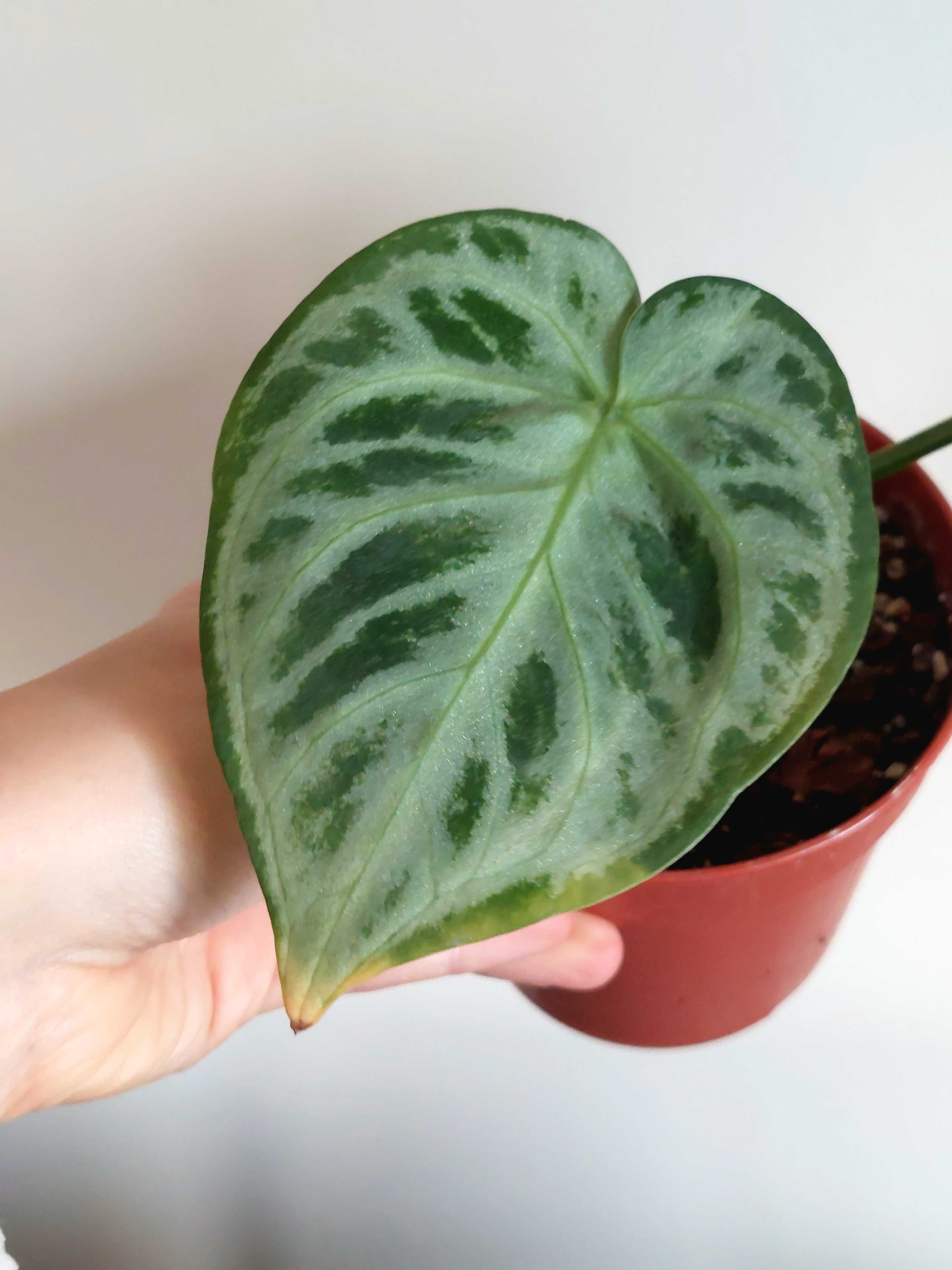 Planta Anthurium Silver Blush