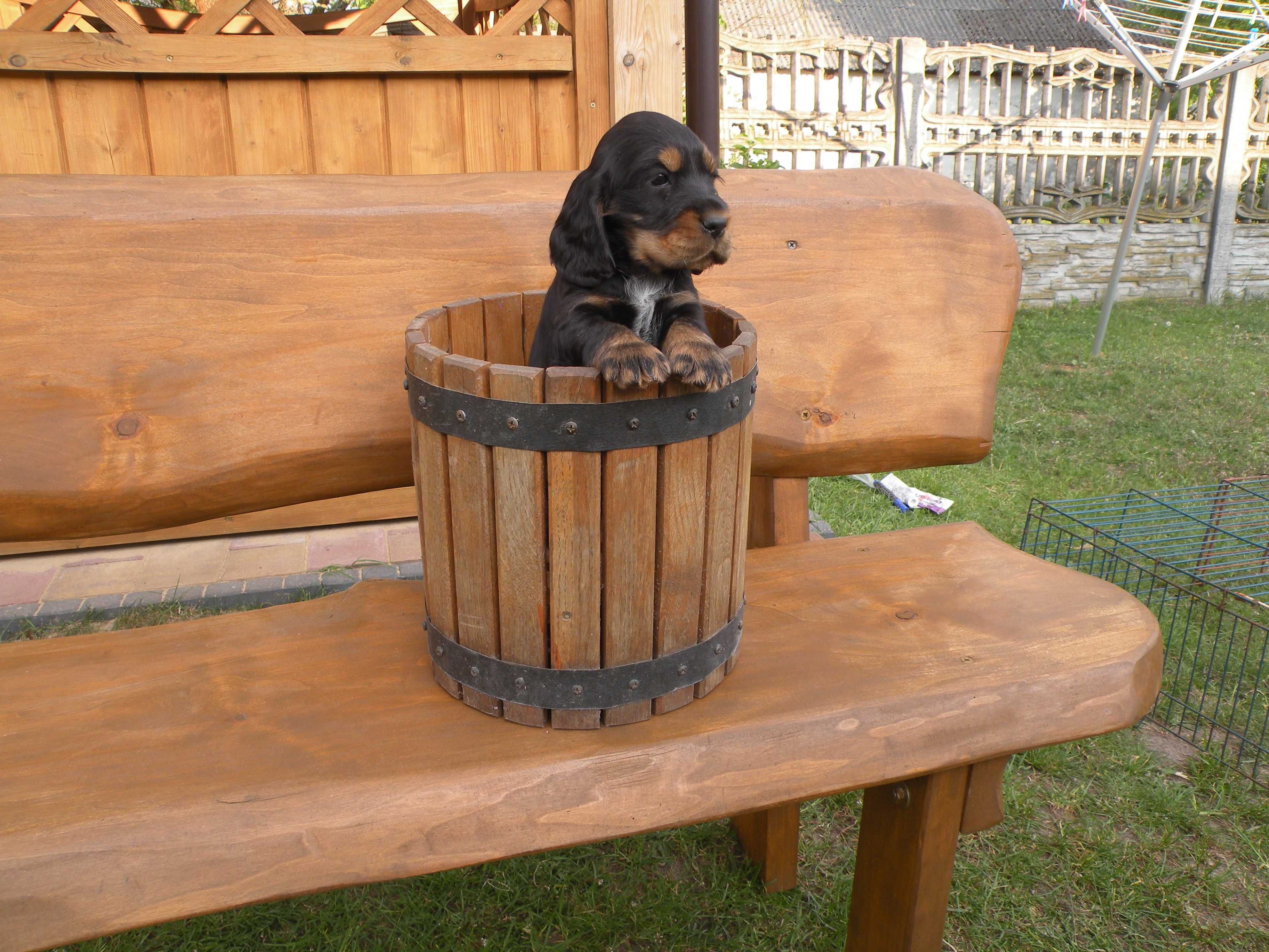 cocker spaniel angielski