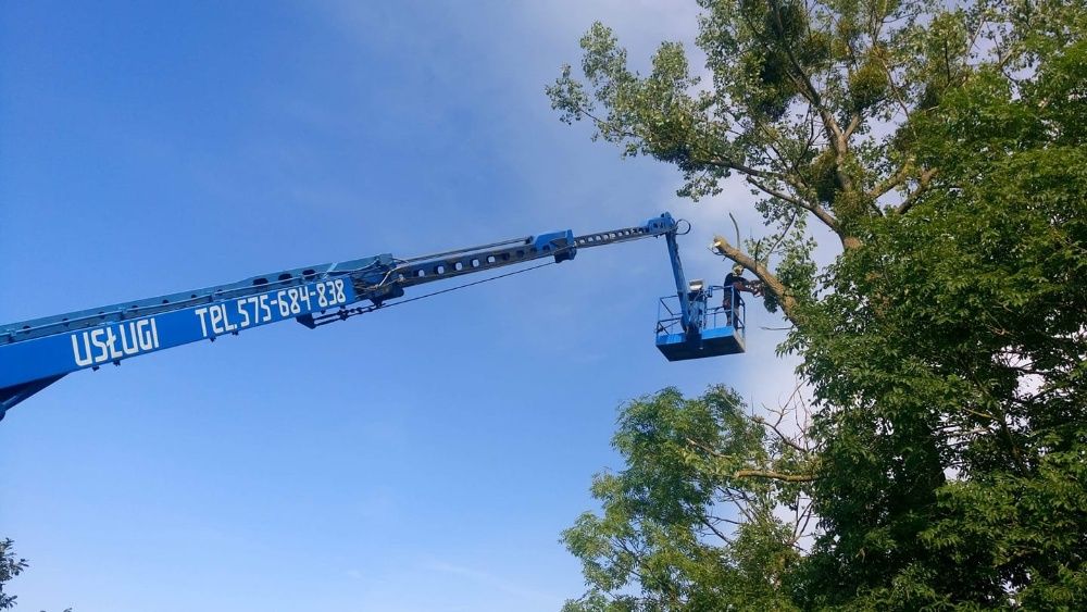 Wycinka i pielęgnacja drzew. Czyszczenie działek. Koszenie