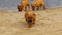 Szczenięta Amstaff, American Staffordshire Terrier z rodowodem ZKwPFCI