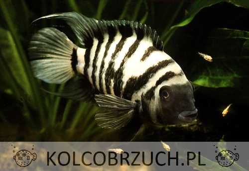 Pielęgnica zebra - Amatitlania nigrofasciata - dowóz, wysyłka