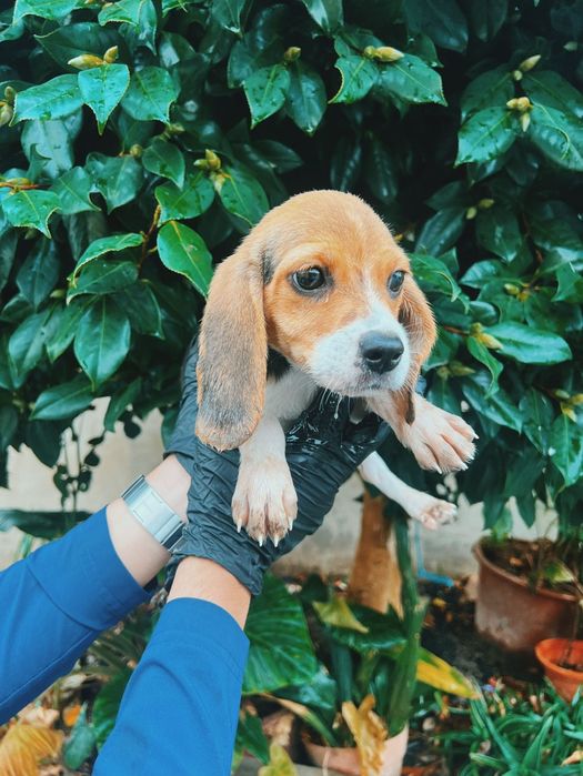 Beagle espetacular