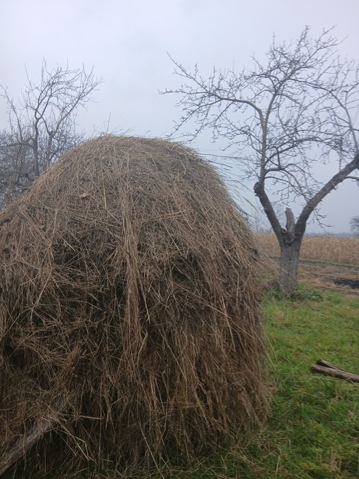 Продам сіно nays