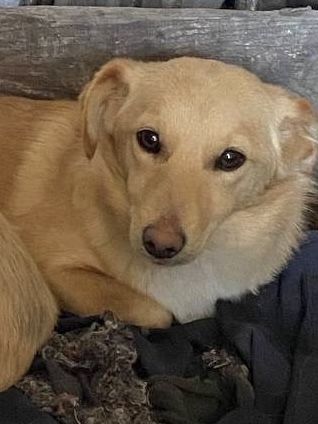 Віддам у добрі руки двох чудових собачок