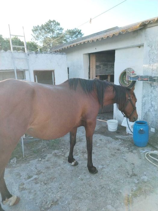 Cavalo montado e engatado 11 anos com livro