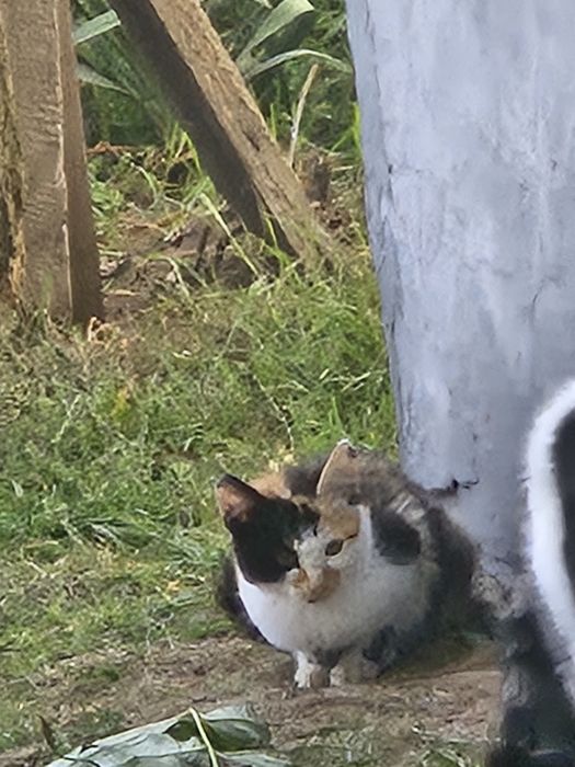 Kotki  oddam w dobre ręce