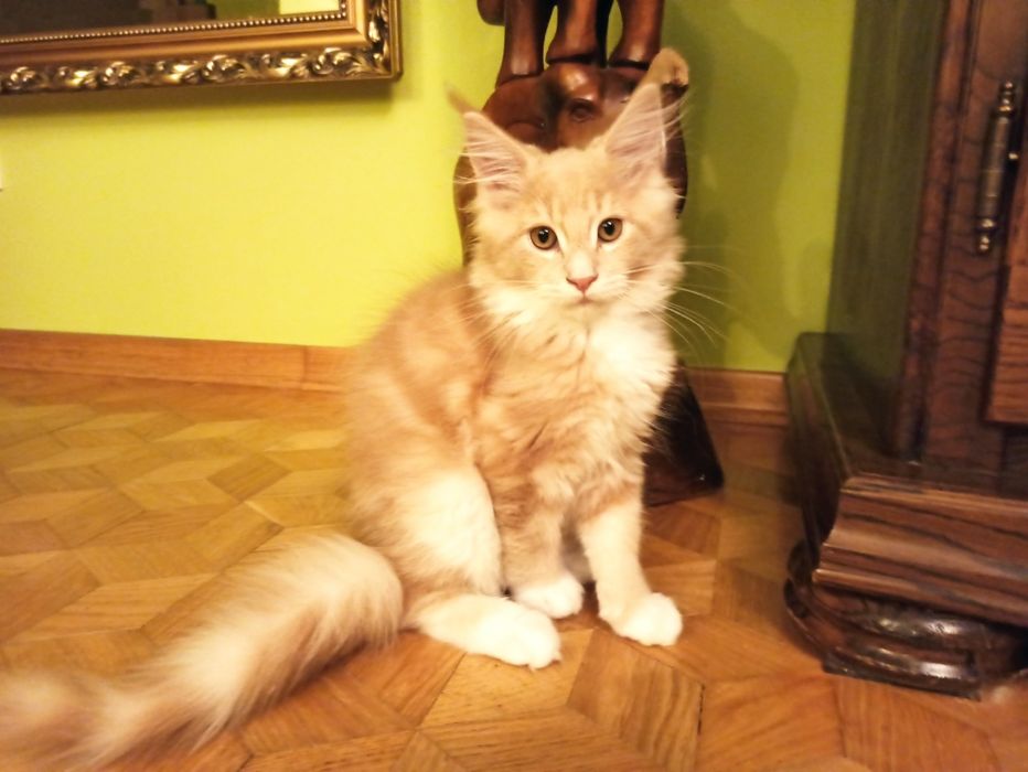 Maine Coon-kocurek kremowy po Championie