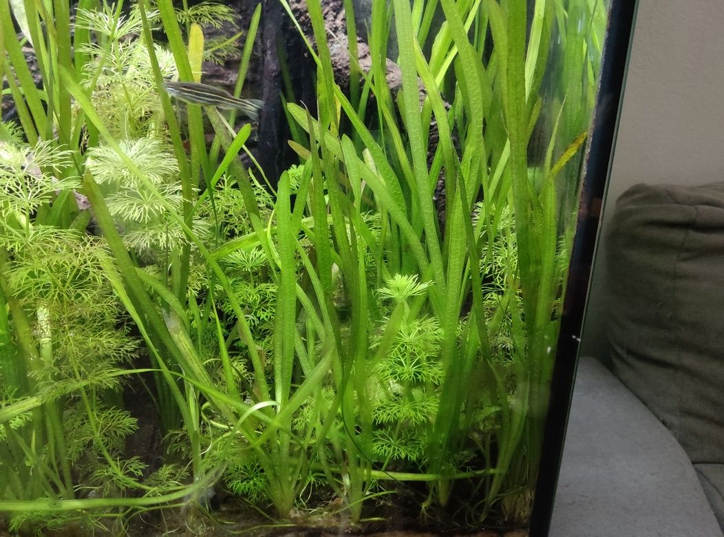 Plantas para aquario