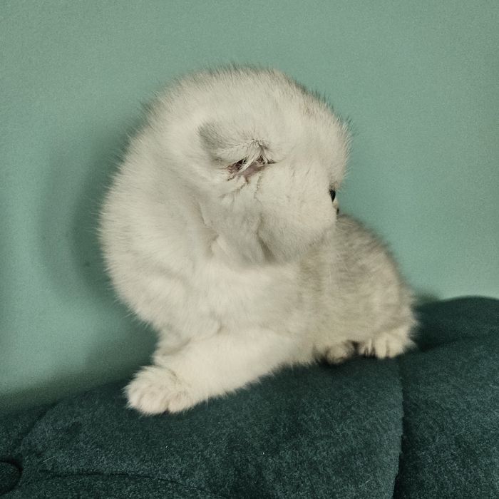 Красива, мордата дівчинка