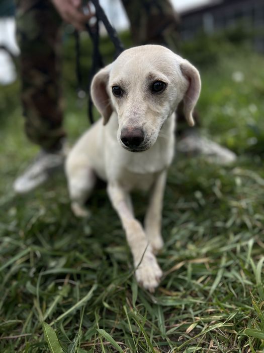 Собака для семьи Кока стерилизована девочка
