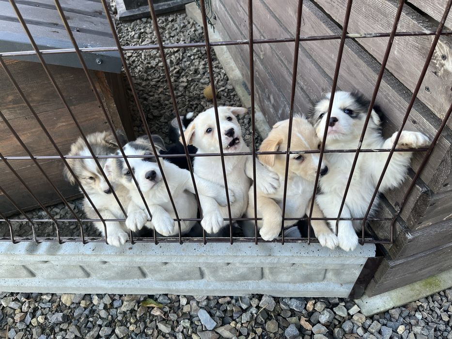 Oddam pieski za darmo