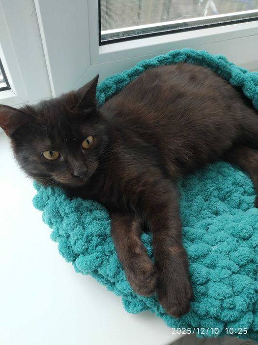 Віддам кошеня (хлопчик)