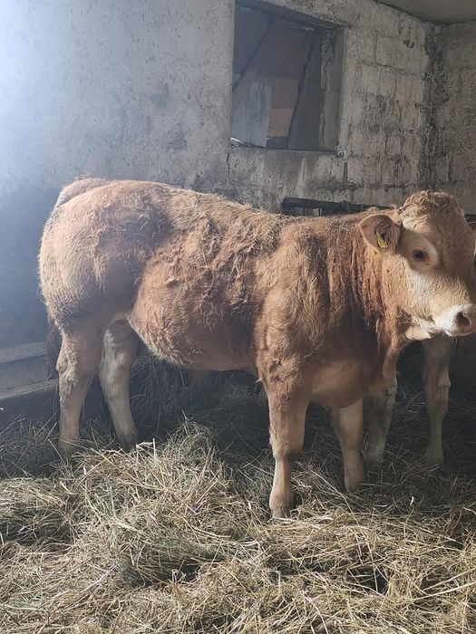 Sprzedam byka mięsnego