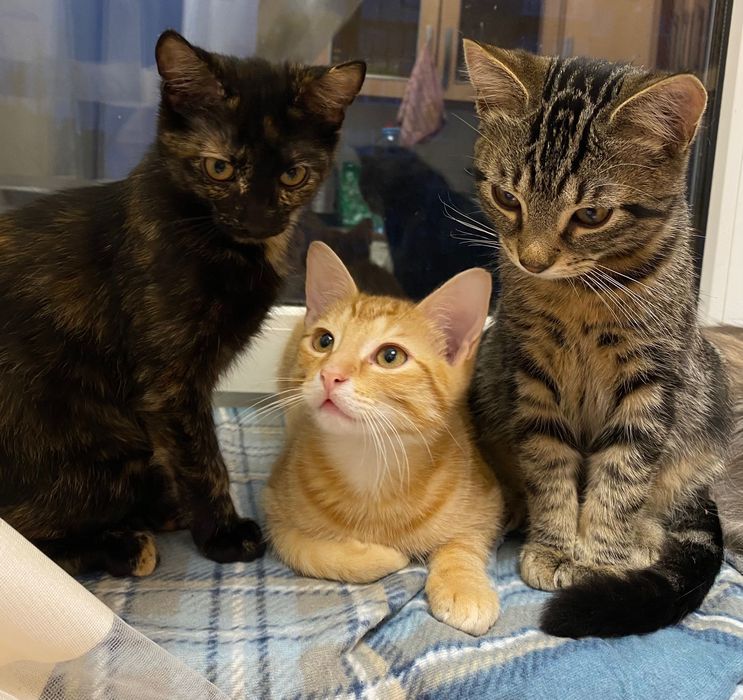 Кошеня ніжне і грайливе