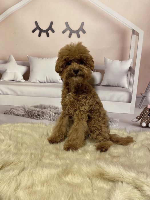 Дуже класний малюк мальтіпу! Мальтипу!