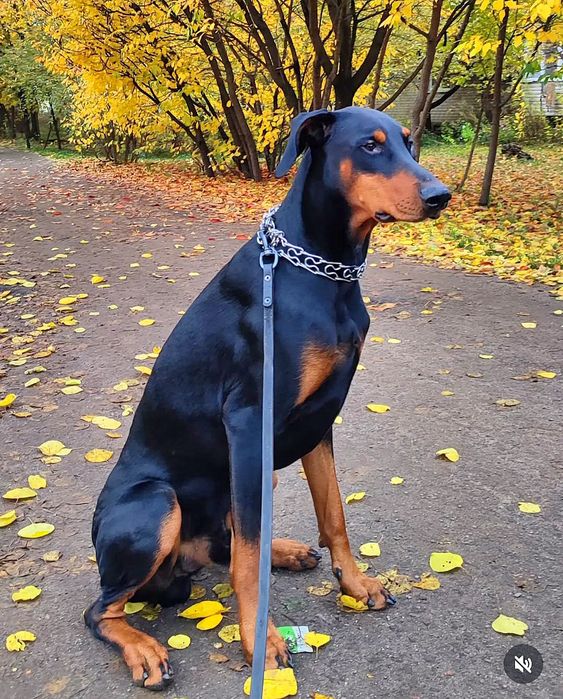 Первая вязка доберман