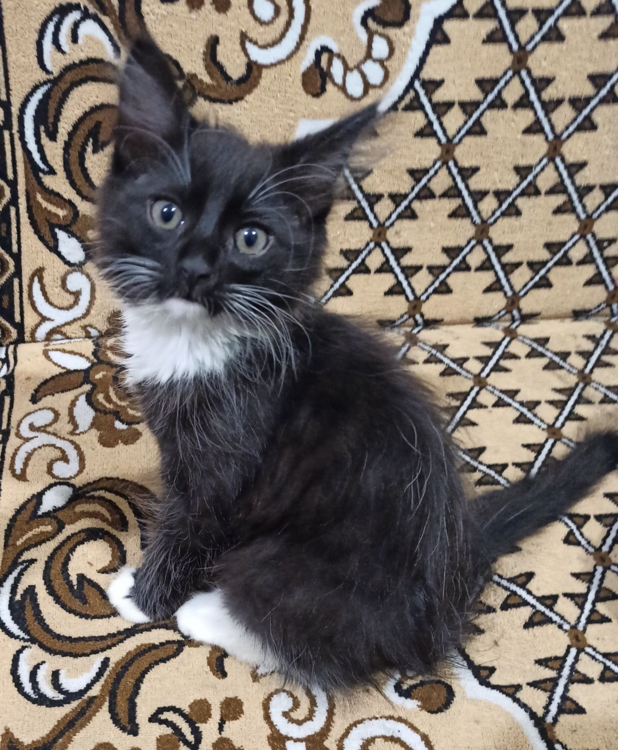 Котик в добрі руки