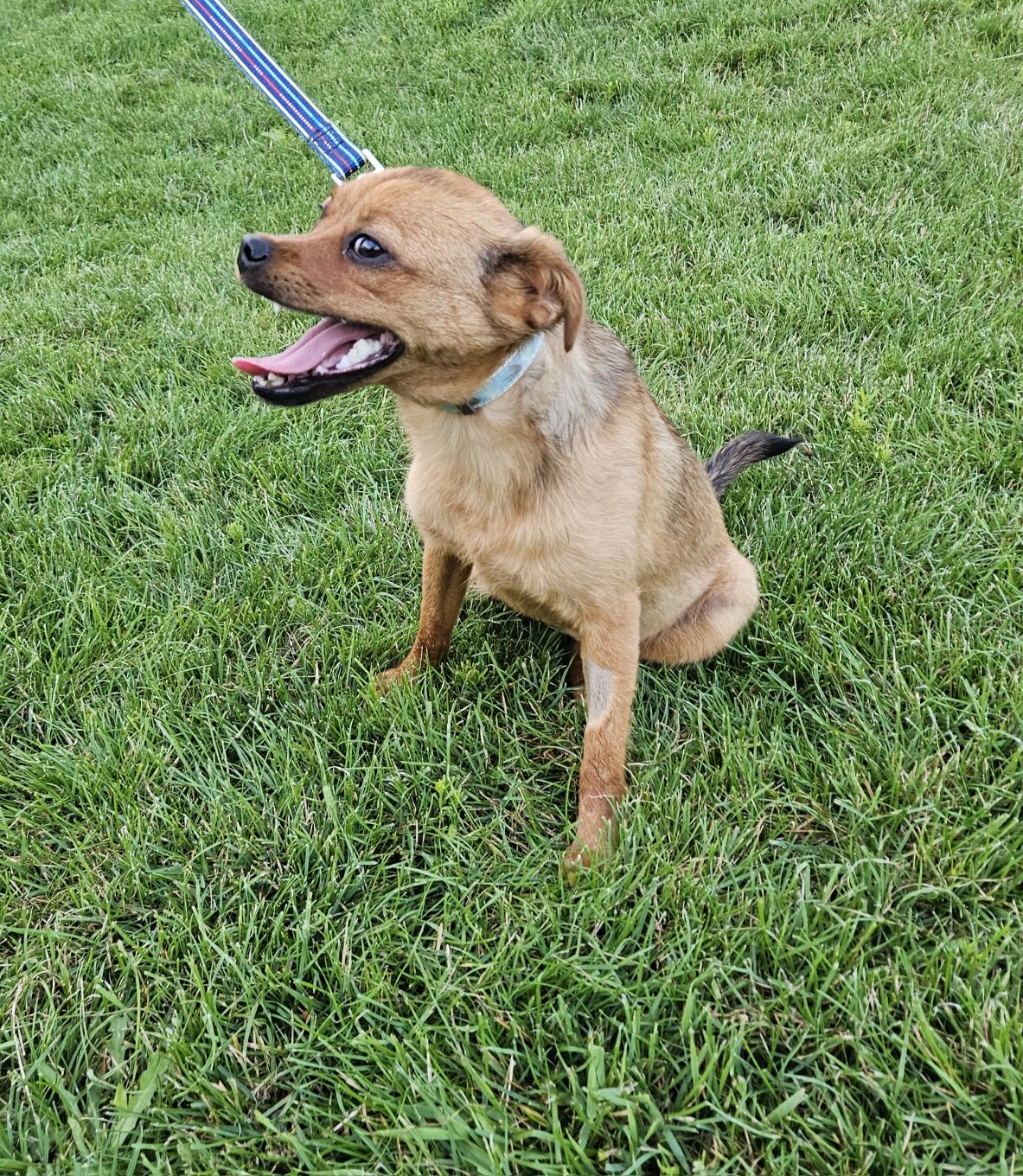 Giulia, cudowna młoda suczka do adopcji, pies, suka, adoptuj