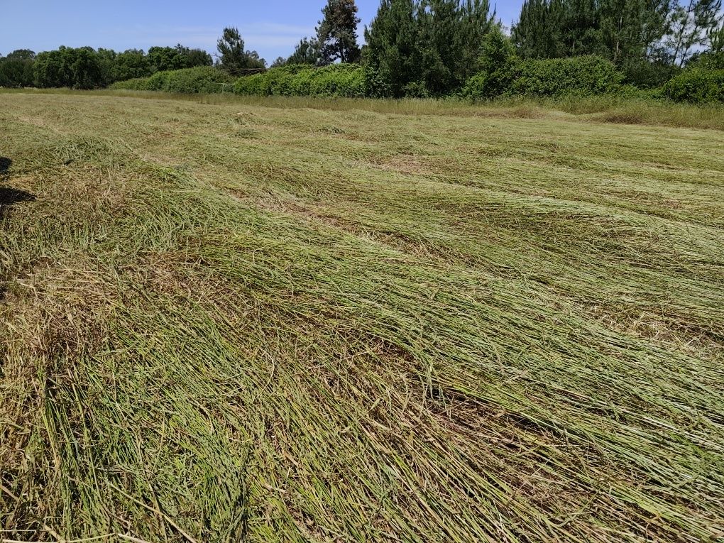 Feno | Hay - Seedmix and ryegrass