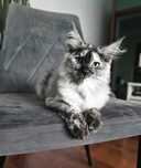 Koteczka Maine coon czarna szylkretka srebrzysta