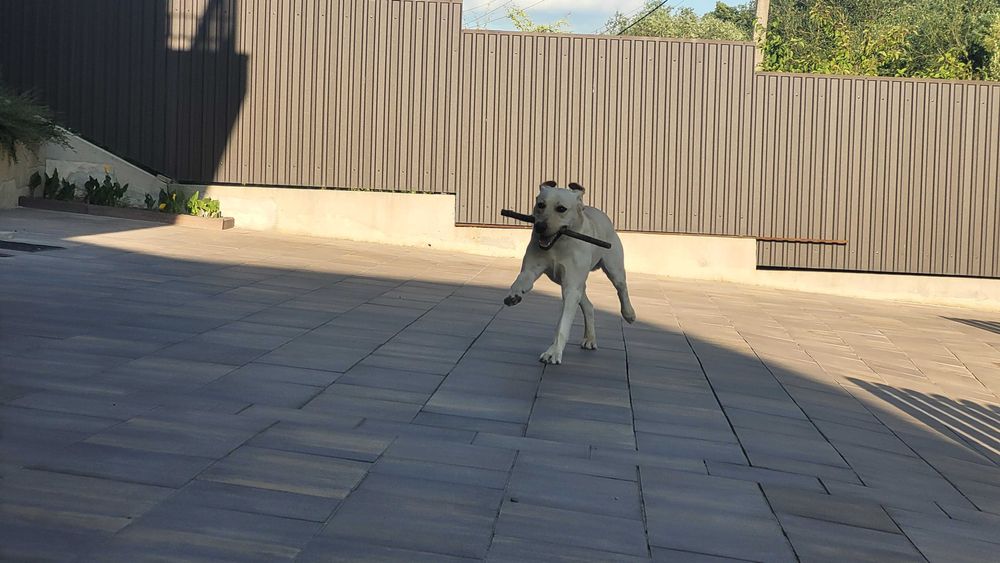 Вязка золотистого лабрадора