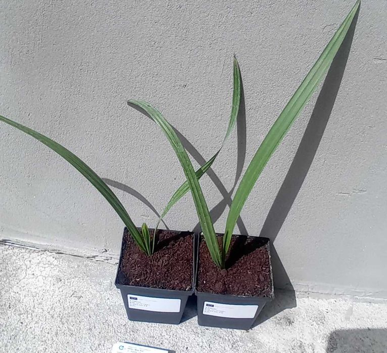 Chamaerops humilis var. cerifera MROZOODPORN -13