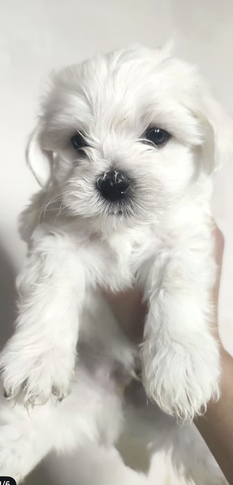 Продам мальтийську болонка міні