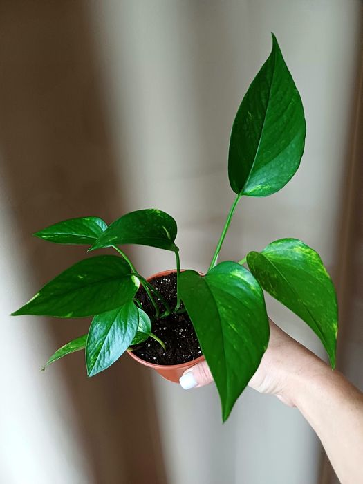 Фікус Бенджаміна,,Епіпремнум,Сингоніум,Рипсалідопсис(білий),Каллізія