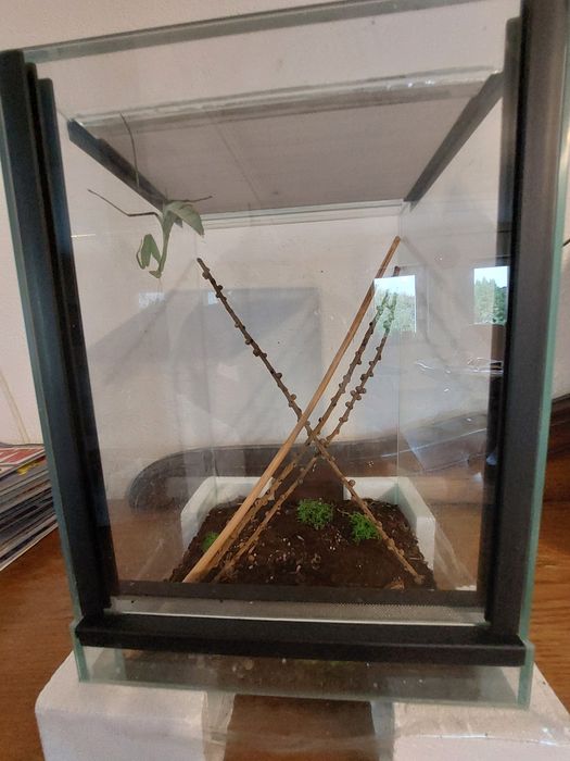 Terrarium z modliszką