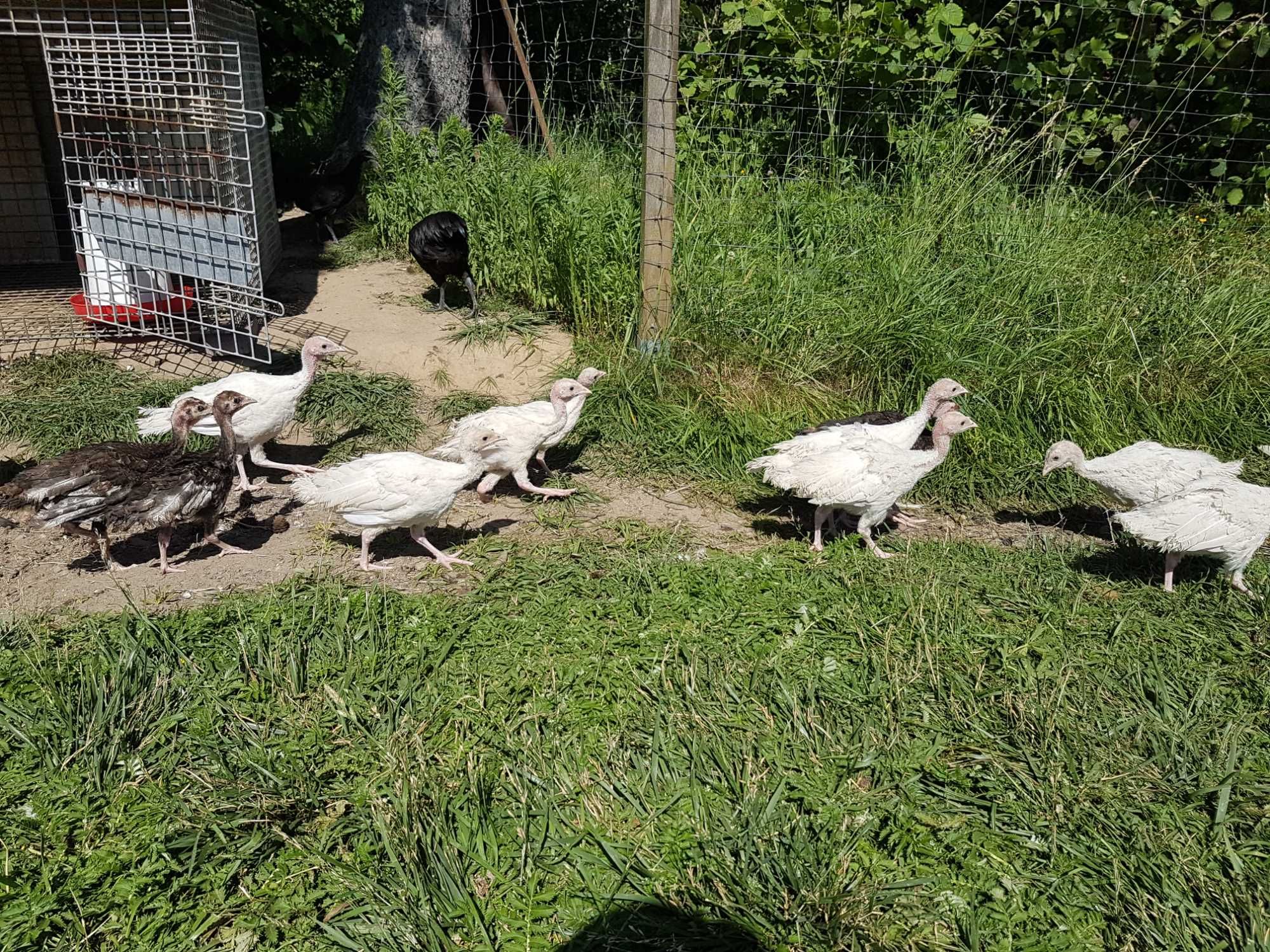 Indyki młode białe i czarne 9 tygodni