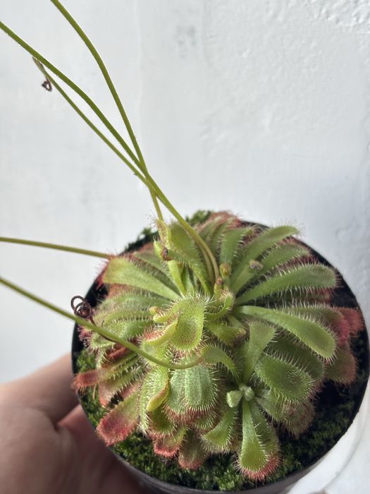 Roślina owadożerna rosiczka Alicji Drosera Aliciae