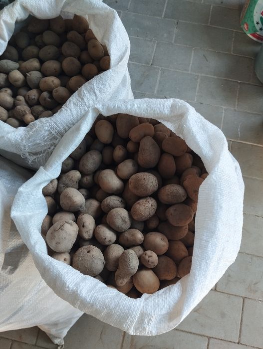 Продам дрібну кормову картоплю