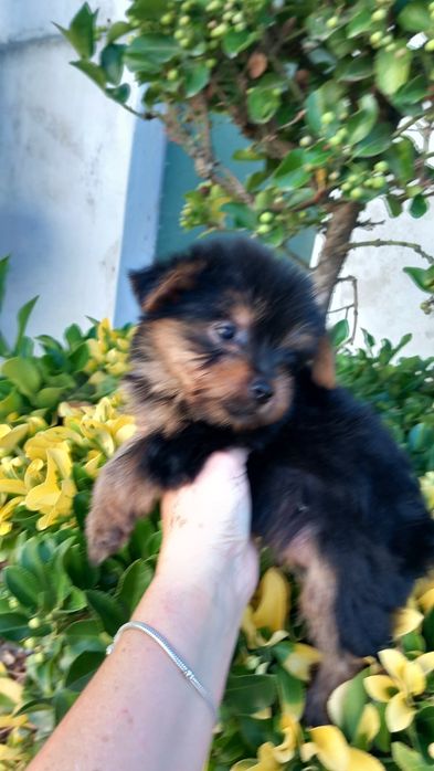 Yorkshire terrier macho pequeno