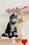Kocurek Maine Coon rodowod FPL