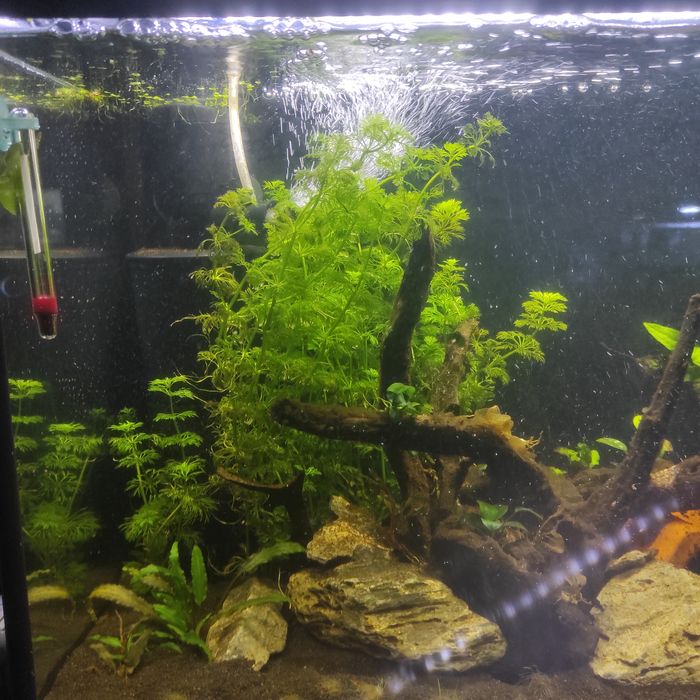 Limnophilia sesiliflora