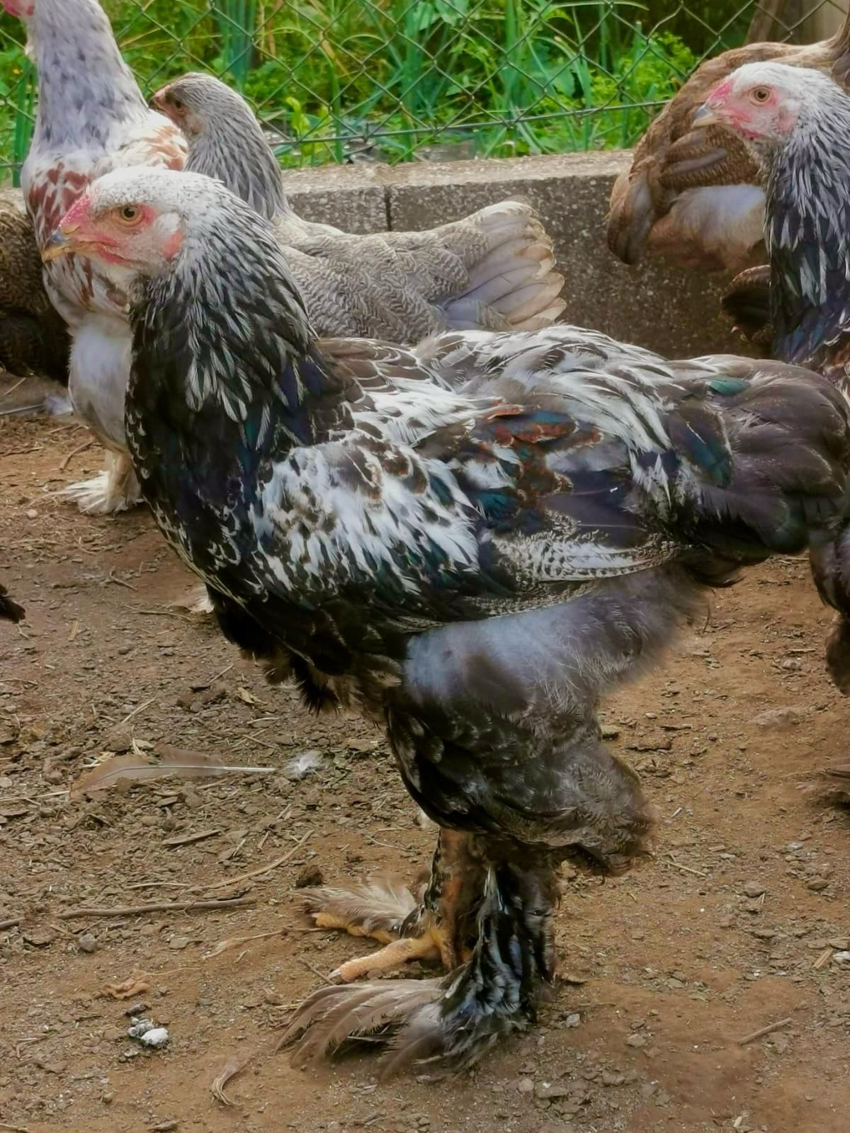 Brahmas pedriz dark