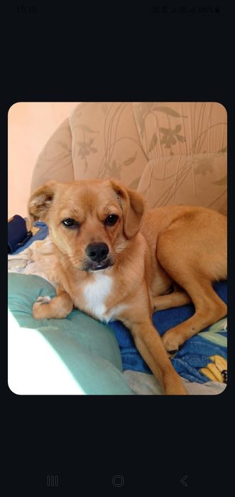 Віддам в добрі руки