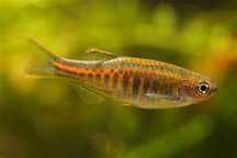 Danio choprae sklep zoologiczny GRUBY KOCUR rzeszów