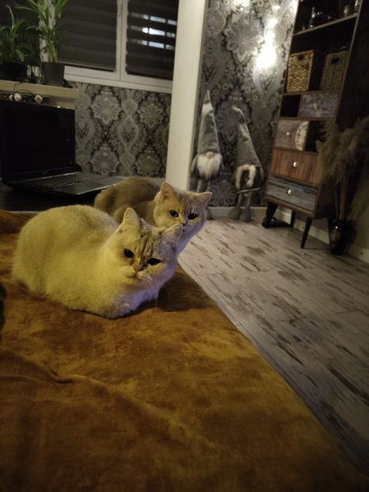 Подарую кицю Шиншила поінт