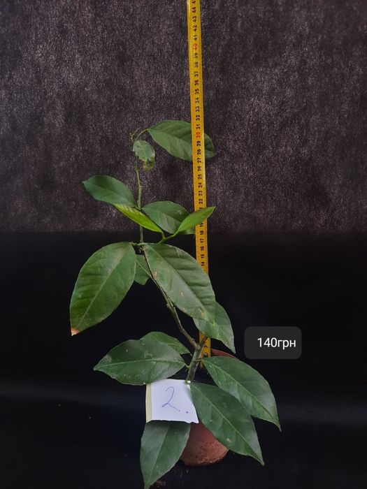 Лимони кімнатні !