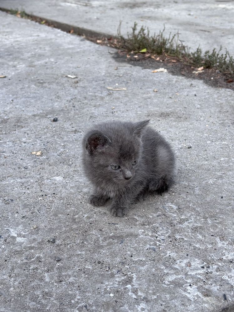 Віддам трьох кошеняток