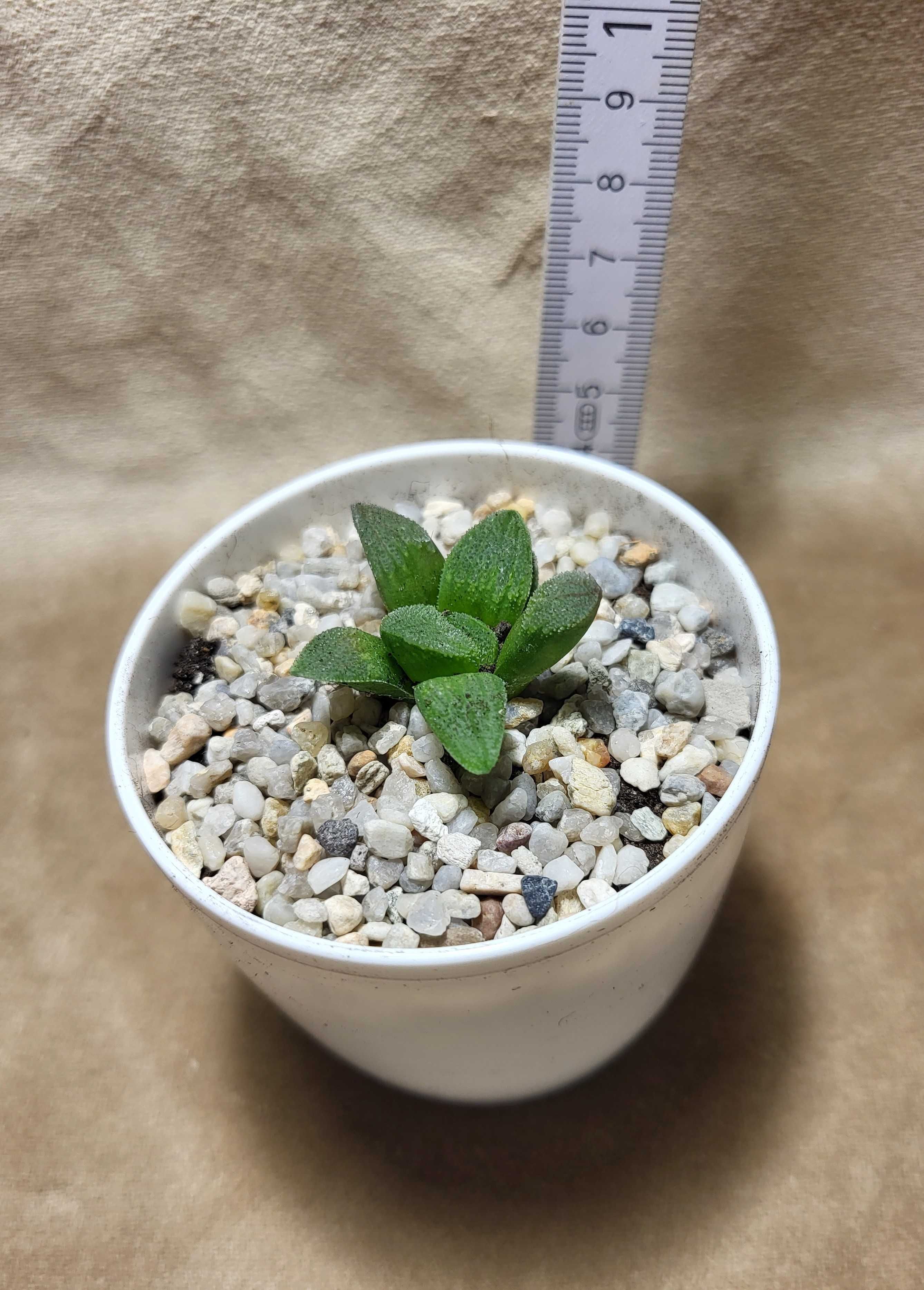 Сукулент Хавортія Haworthia pygmaea f. crystallina